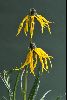 <em>Cremanthodium species</em> 'Ssse241'